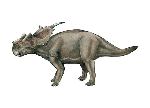Achelousaurus ‭(‬Achelous’s lizard‭)