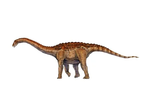 Aegyptosaurus ‭(‬Egypt lizard‭)