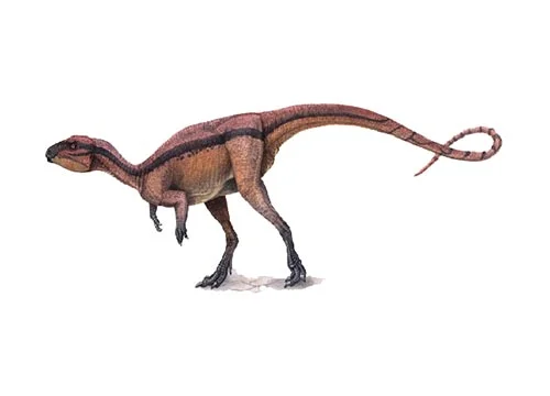 Agilisaurus (Agile lizard)