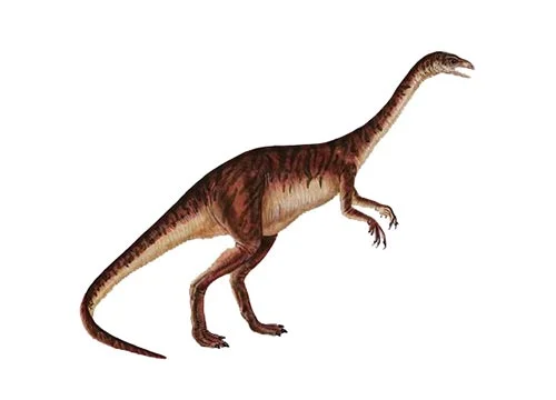 Anchisaurus ‭(‬Near lizard‭)‬