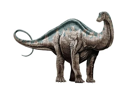 Apatosaurus ‭(‬Deceptive lizard‭)‬