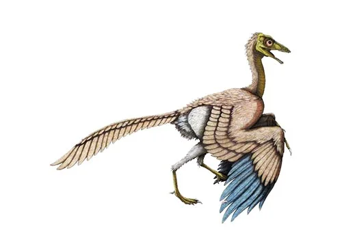 Archaeopteryx ‭(‬Ancient wing‭)‬