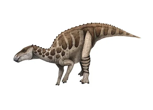 Bactrosaurus ‭(‬club lizard‭)