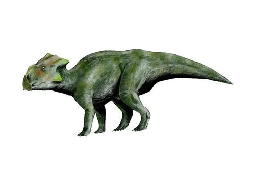 Bagaceratops ‭(‬Small horned face‭)