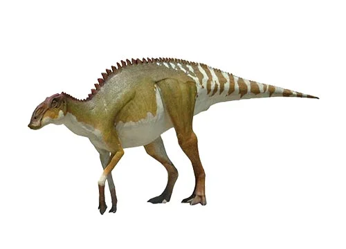 Brachylophosaurus ‭(‬Short crested lizard‭)