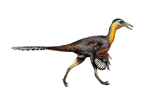Buitreraptor ‭(Vulture raider)