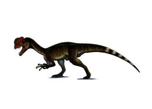 Dilophosaurus‭ (‬Two crested lizard‭)