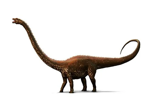 Diplodocus ‭(‬Double beam‭)