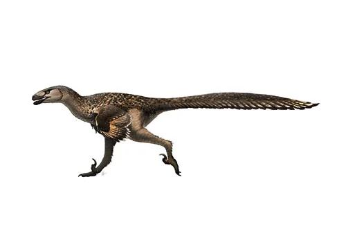 Dromaeosaurus (Running lizard)