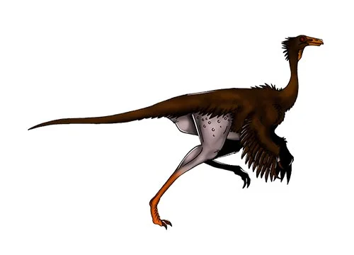 Dromiceiomimus ‭(‬emu mimic)