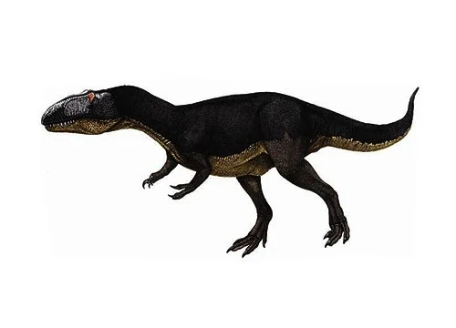 Dubreuillosaurus ‭(‬Dunreuil’s lizard‭)