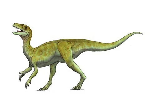 Guaibasaurus ‭(‬Guaiba lizard‭)