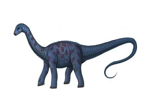Haplocanthosaurus ‭(‬Simple spined lizard‭)‬