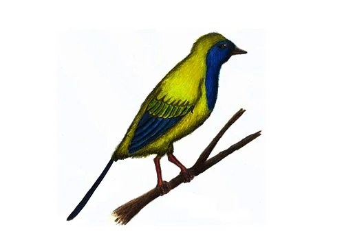 Liaoxiornis