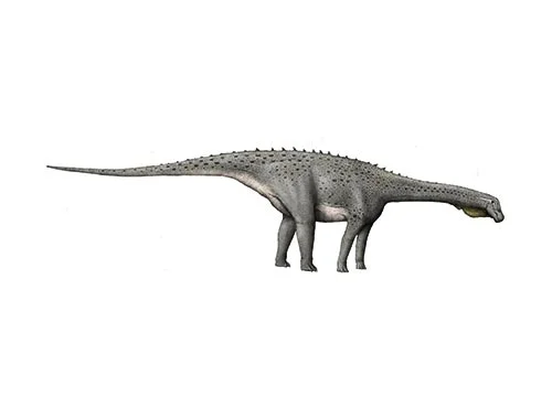 Magyarosaurus ‭(‬Magyar lizard‭)‬