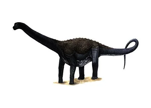 Maxakalisaurus ‭(‬Maxakali lizard,‭ ‬after a Topa divinity‭)