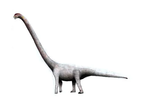 Omeisaurus ‭(‬Omei lizard‭ ‬-‭ ‬after Omeishan Mountain‭)