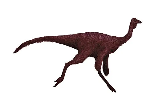 Ornithomimus ‭(‬Bird mimic‭)