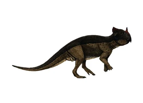 Platyceratops ‭(‬Flat horned face‭)