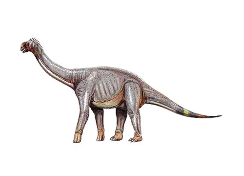 Pleurocoelus