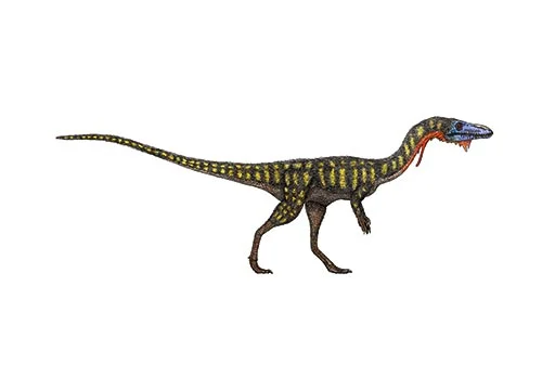 Podokesaurus ‭(swift-footed lizard)