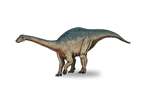 Riojasaurus ‭(‬Rioja lizard‭)‬