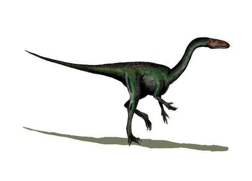 Segisaurus ‭(‬Segi lizard‭ ‬-‭ ‬after Tsegi Canyon‭)