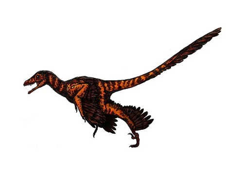 Sinornithosaurus ‭(‬Chinese bird lizard‭)