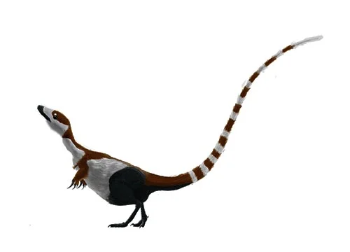 Sinosauropteryx ‭(‬Chines lizard wing‭)