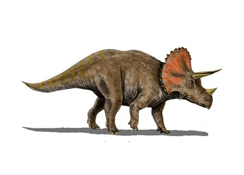 Triceratops ‭(‬Three horned face‭)‬