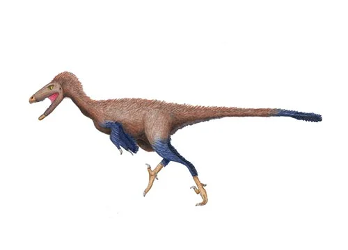 Troodon ‭(‬wounding tooth‭)‬