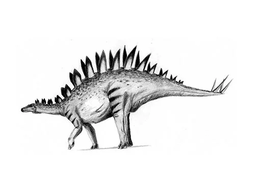 Tuojiangosaurus ‭(‬Tuo river lizard‭)