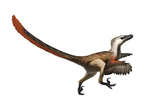 Velociraptor‭ (‬Swift seizer‭)