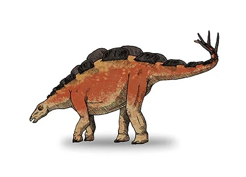 Wuerhosaurus ‭(‬Wuerho lizard‭)