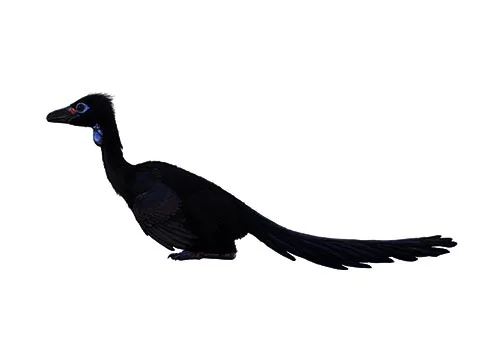 Xixiasaurus ‭(‬Xixia lizard‭)